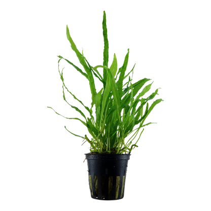 Microsorum pteropus Narrow Leaf Tropica Java Fern