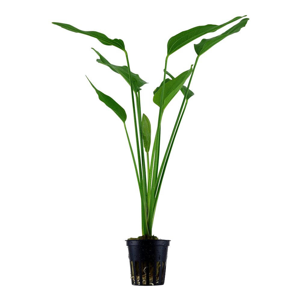 Echinodorus palaefolius Tropica