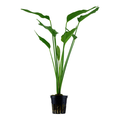 Echinodorus palaefolius Tropica