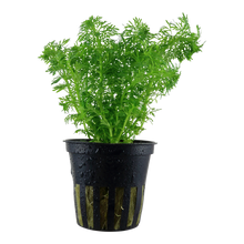 Limnophila sessiliflora Tropica