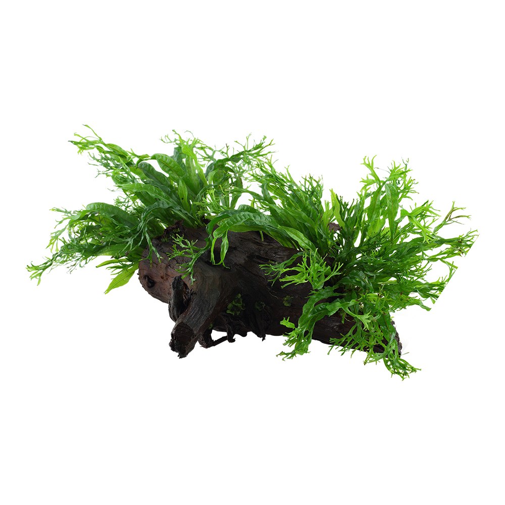 XL Microsorum pteropus Windelov Java Fern on Wood Tropica