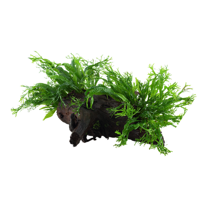 XL Microsorum pteropus Windelov Java Fern on Wood Tropica