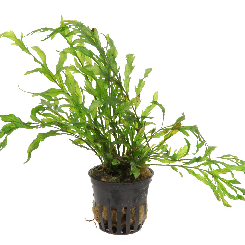 Bolbitis heudelotii Tropica