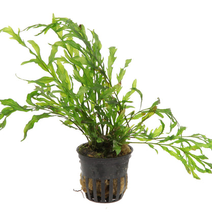 Bolbitis heudelotii Tropica