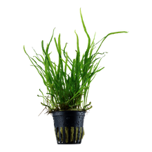Microsorum pteropus Trident Tropica Java Fern