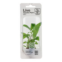 Tropica Hygrophila Siamensis 53B Mini Pot