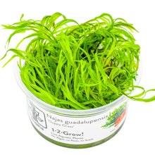 Tropica Najas guadalupensis 'Guppy Grass' 1-2-GROW