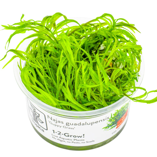 Tropica Najas guadalupensis 'Guppy Grass' 1-2-GROW