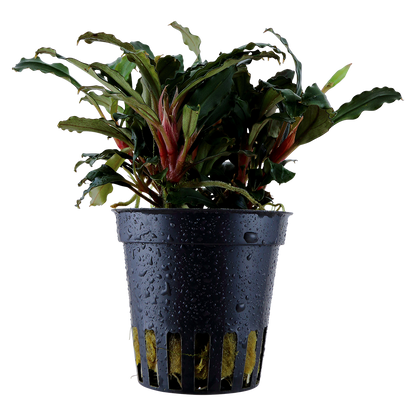 Bucephalandra sp. Red Tropica