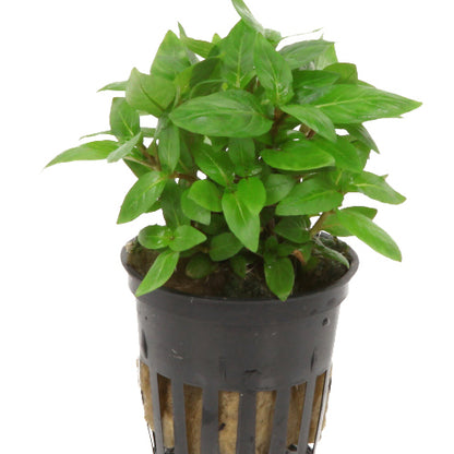 Staurogyne repens Tropica