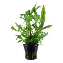 Hygrophila Siamensis 53B Tropica