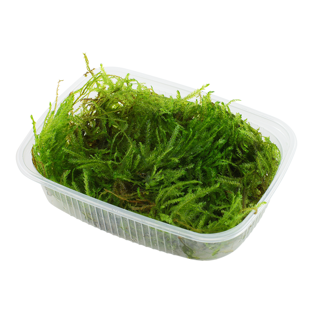 Tropica Taxiphyllum Spiky Moss PORTION