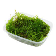 Tropica Taxiphyllum Spiky Moss PORTION