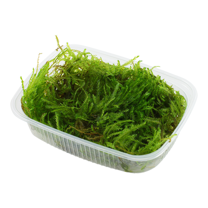 Tropica Taxiphyllum Spiky Moss PORTION