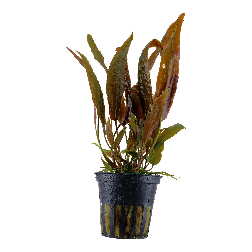 Cryptocoryne usteriana Tropica