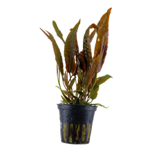 Cryptocoryne usteriana Tropica