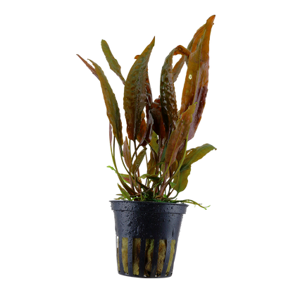 Cryptocoryne usteriana Tropica