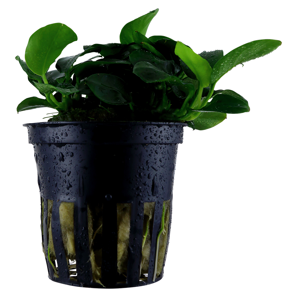 Anubias Petite Tropica