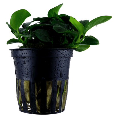 Anubias Petite Tropica