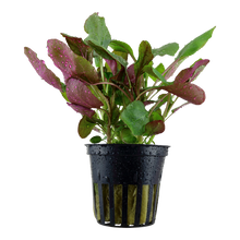 Lobelia cardinalis Tropica