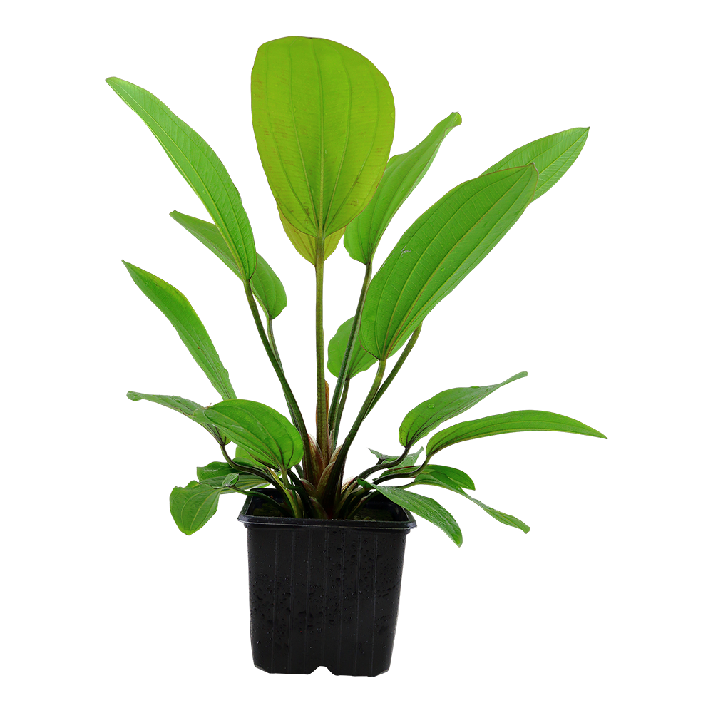 XL Echinodorus Rosee Tropica