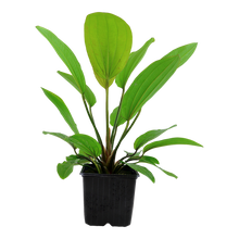XL Echinodorus Rosee Tropica