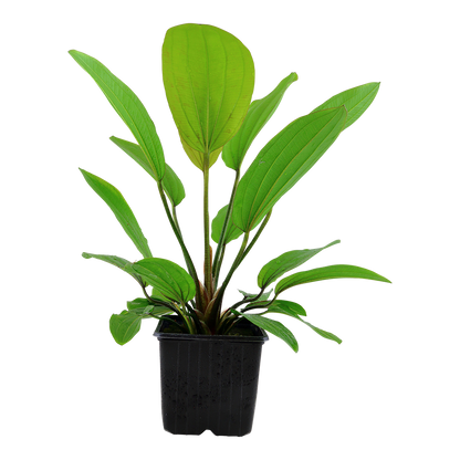 XL Echinodorus Rosee Tropica