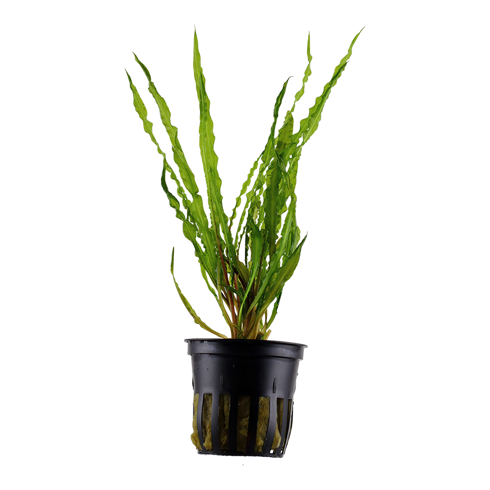 Cryptocoryne crispatula Tropica