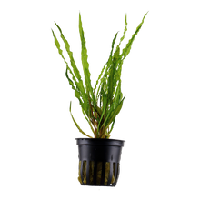 Cryptocoryne crispatula Tropica