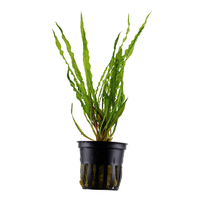Cryptocoryne crispatula Tropica