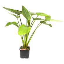 XL Echinodorus palifolius Tropica