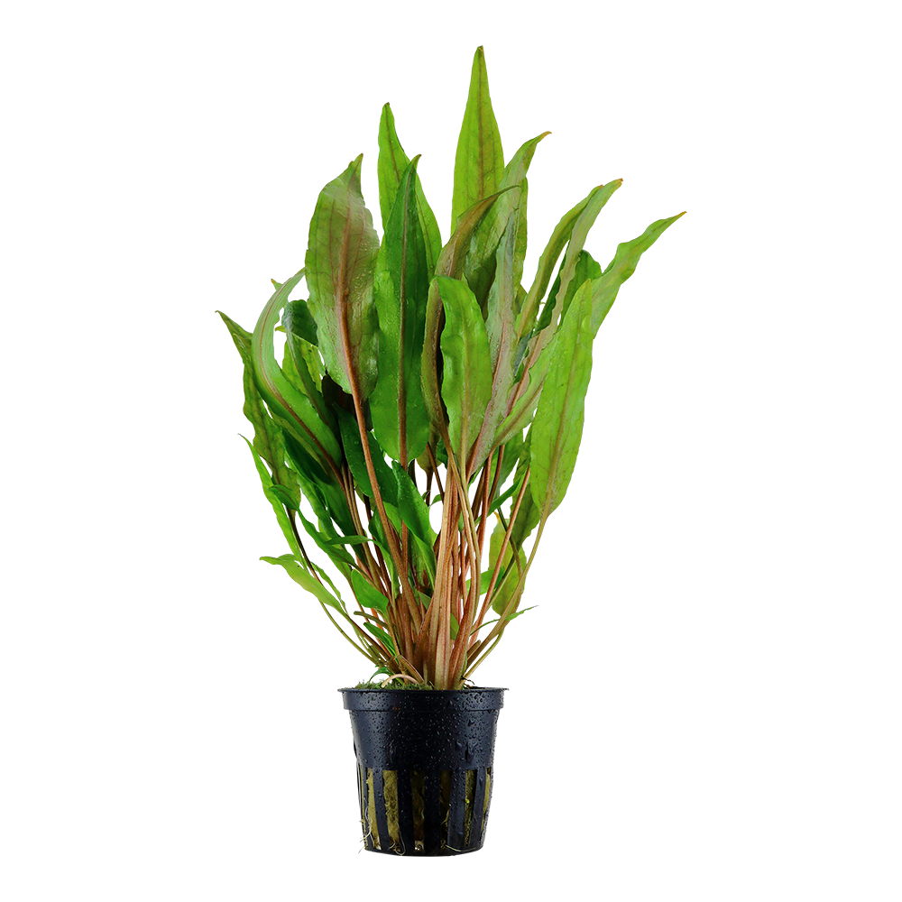 Cryptocoryne undulata 'Broad Leaves' Tropica