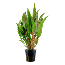 Cryptocoryne undulata 'Broad Leaves' Tropica