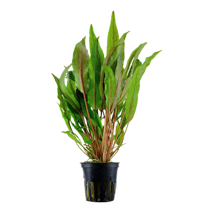 Cryptocoryne undulata 'Broad Leaves' Tropica