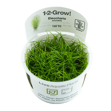 Tropica Eleocharis acicularis 1-2-GROW