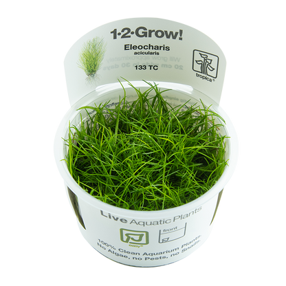 Tropica Eleocharis acicularis 1-2-GROW