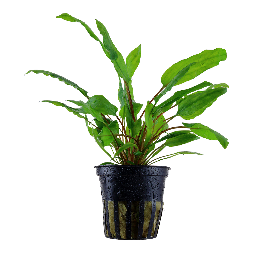 Cryptocoryne wendtii Tropica
