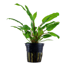 Cryptocoryne wendtii Tropica