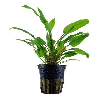 Cryptocoryne wendtii Tropica