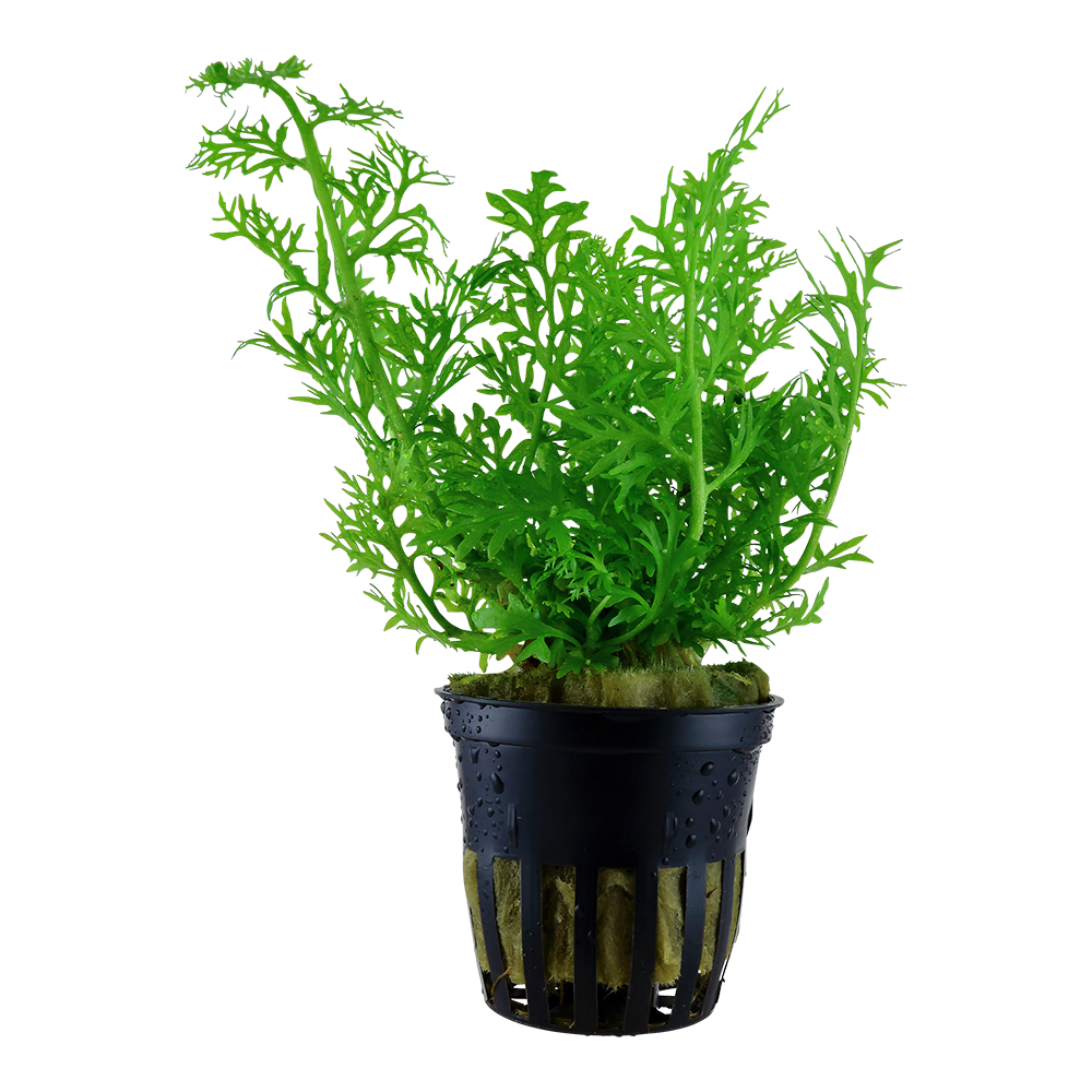 Ceratopteris thalictroides Water Sprite Tropica