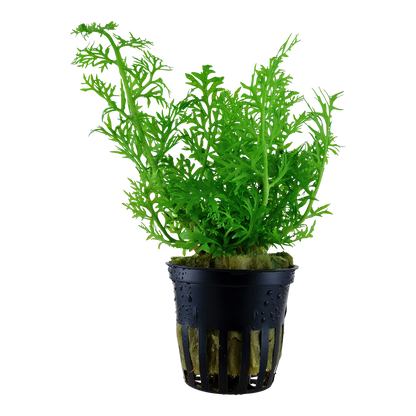 Ceratopteris thalictroides Water Sprite Tropica