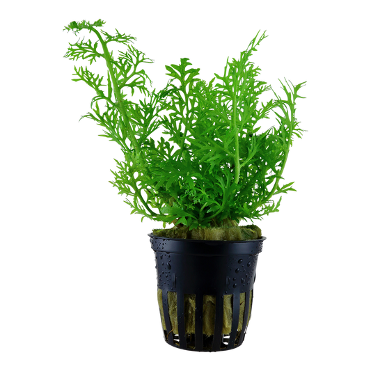 Ceratopteris thalictroides Water Sprite Aquafleur