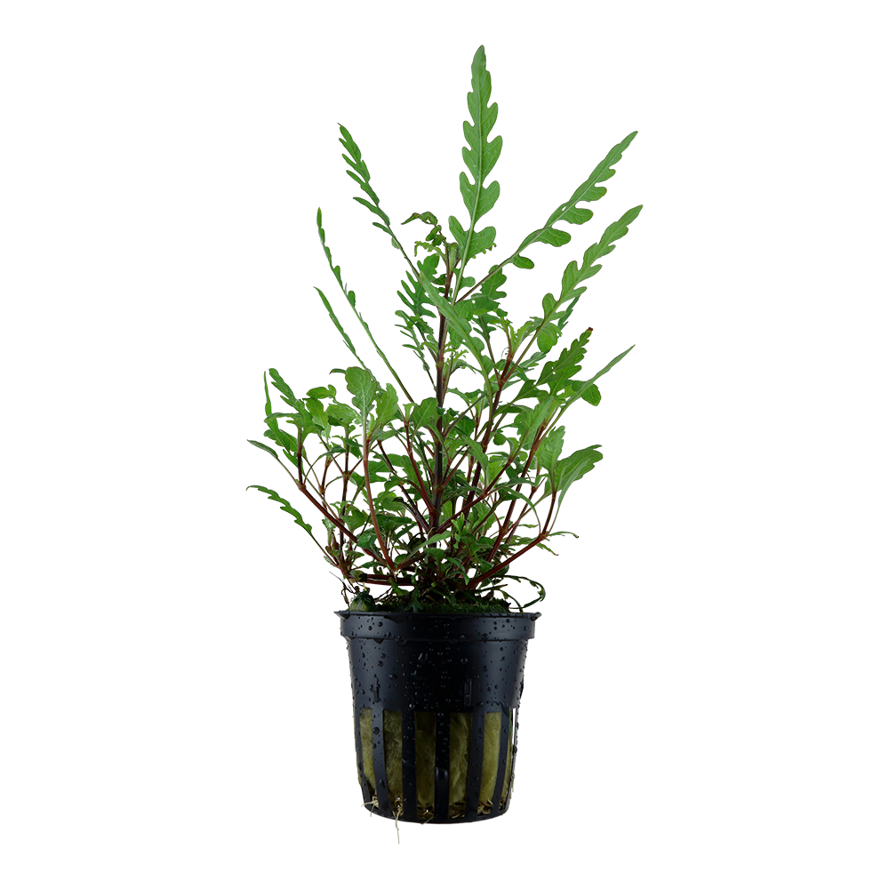 Hygrophila pinnatifida Tropica