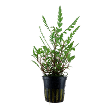 Hygrophila pinnatifida Tropica