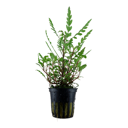 Hygrophila pinnatifida Tropica