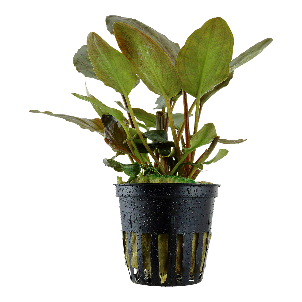 Lagenandra meeboldii 'Red' Tropica
