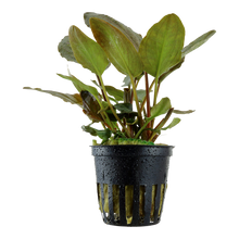 Lagenandra meeboldii 'Red' Tropica