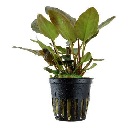 Lagenandra meeboldii 'Red' Tropica