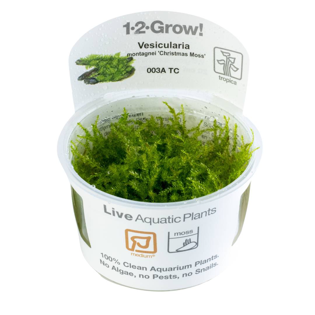 Tropica Vesicularia montagnei Christmas Moss 1-2-GROW