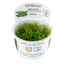 Tropica Vesicularia montagnei Christmas Moss 1-2-GROW